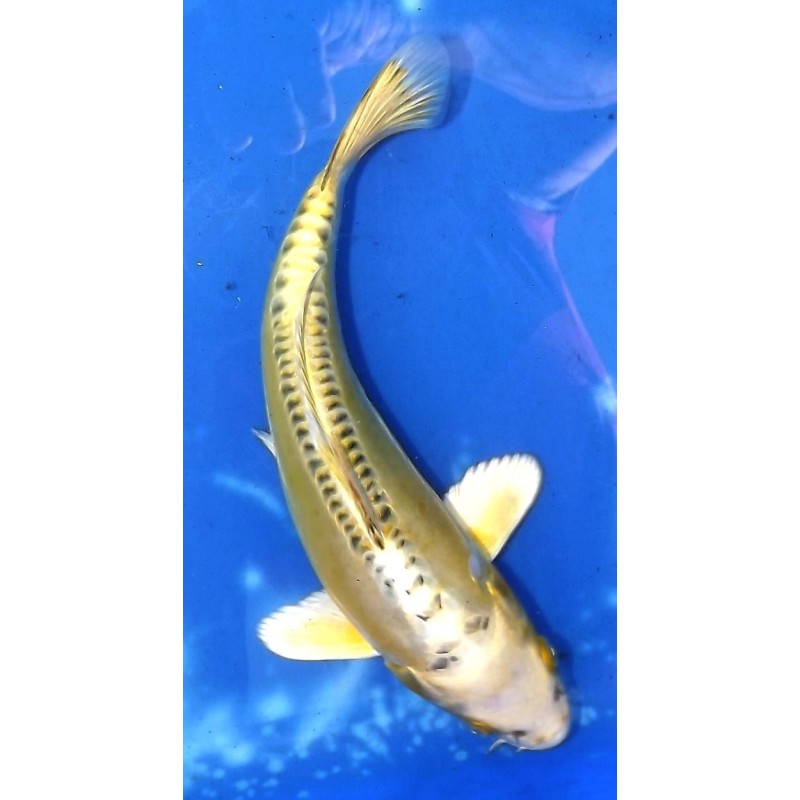 Doitsu Hariwake 20-25 cm éleveur Aoki