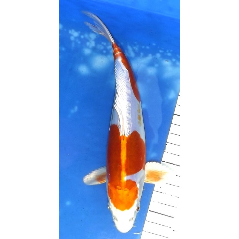 Doitsu Hariwake 20-25 cm éleveur Aoki