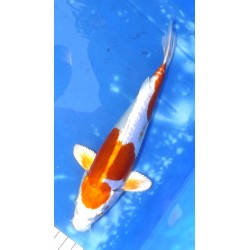 Doitsu Hariwake 20-25 cm éleveur Aoki