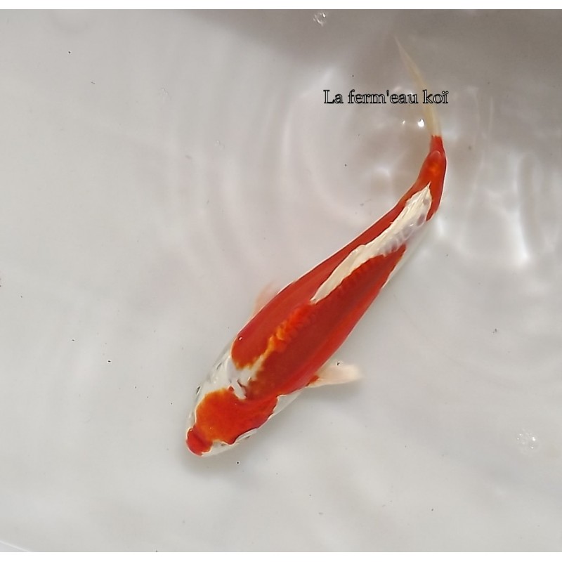 Kikusui 18-21cm Japon Ogata jumbo tosaï