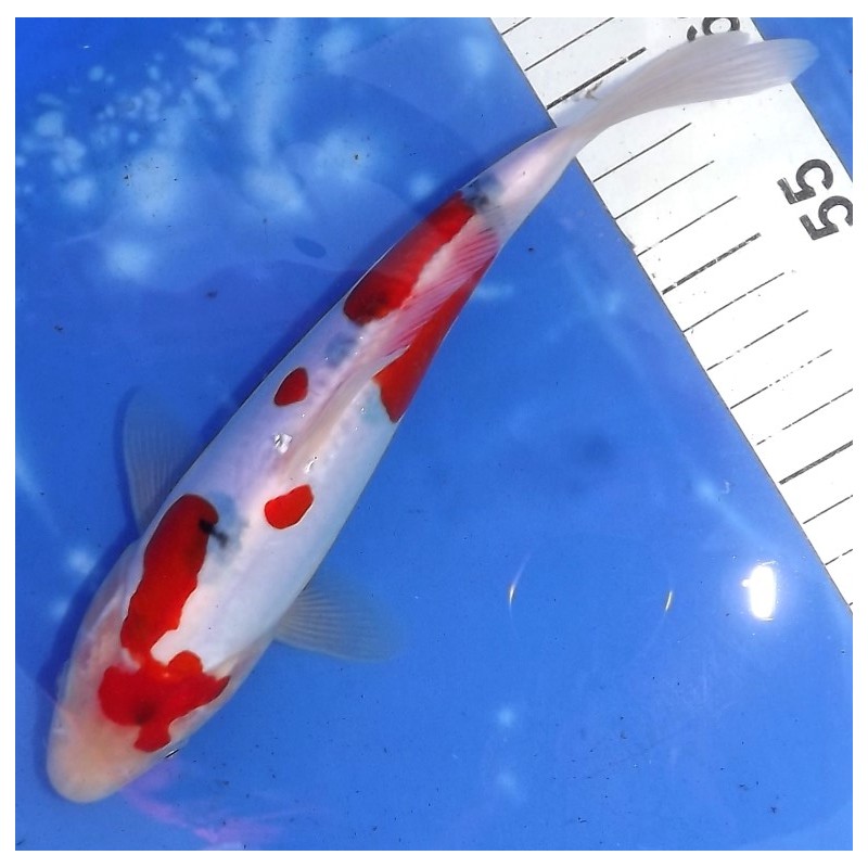 Doitsu Sanke 20-25cm éleveur Shinoda