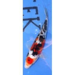 Doitsu Sanke 20-25cm éleveur Shinoda