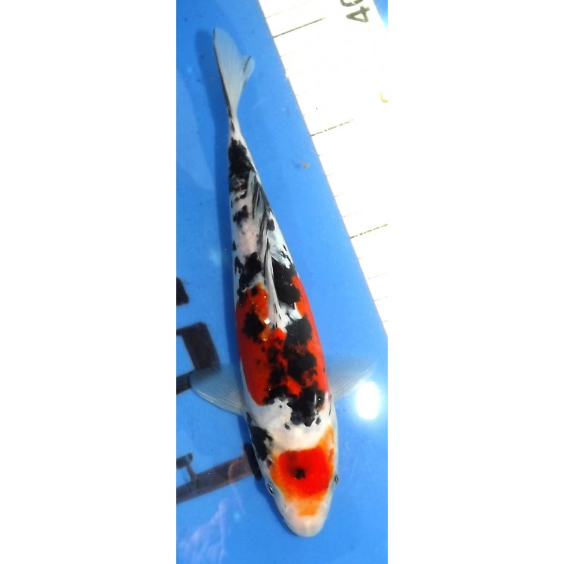 Doitsu Sanke 20-25cm éleveur Shinoda