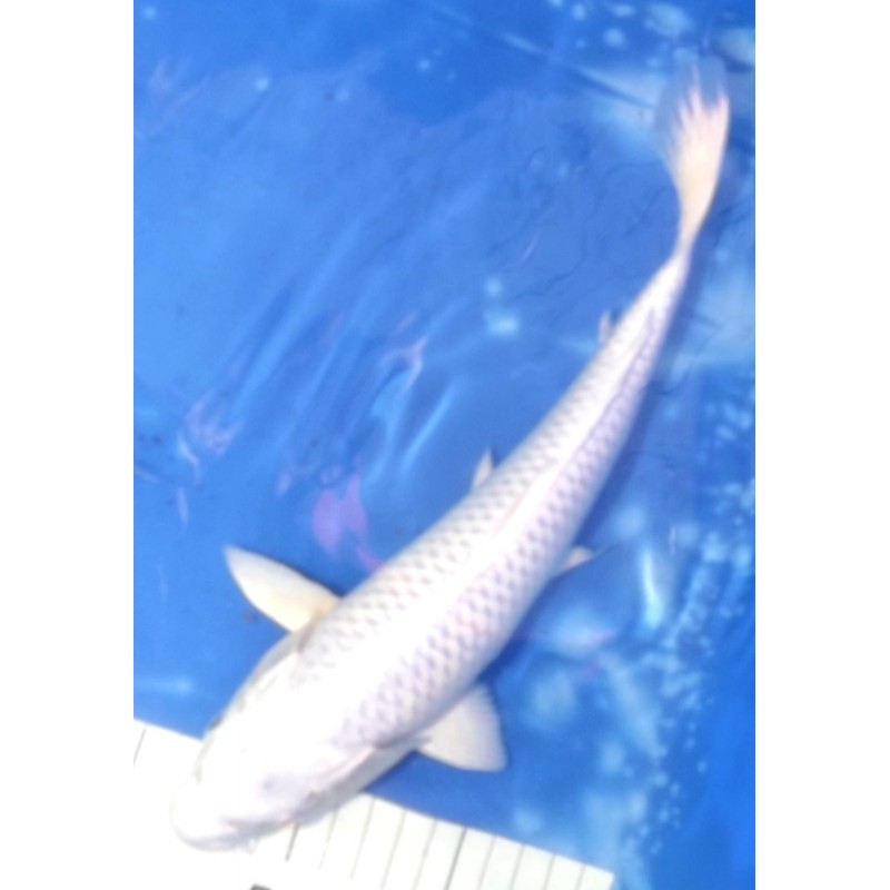 Platinum 25-30 cm éleveur Sakazume
