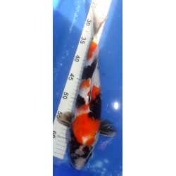 Showa 37cm éleveur Miyatora