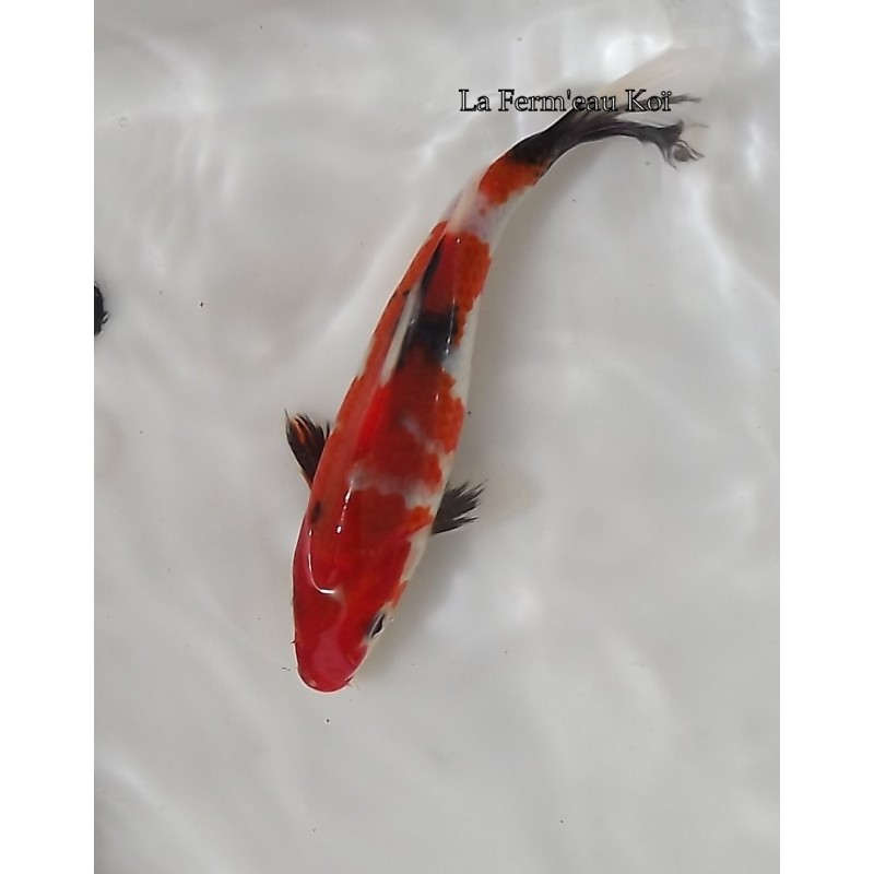 Showa 18-21cm Japon Ogata jumbo tosaï