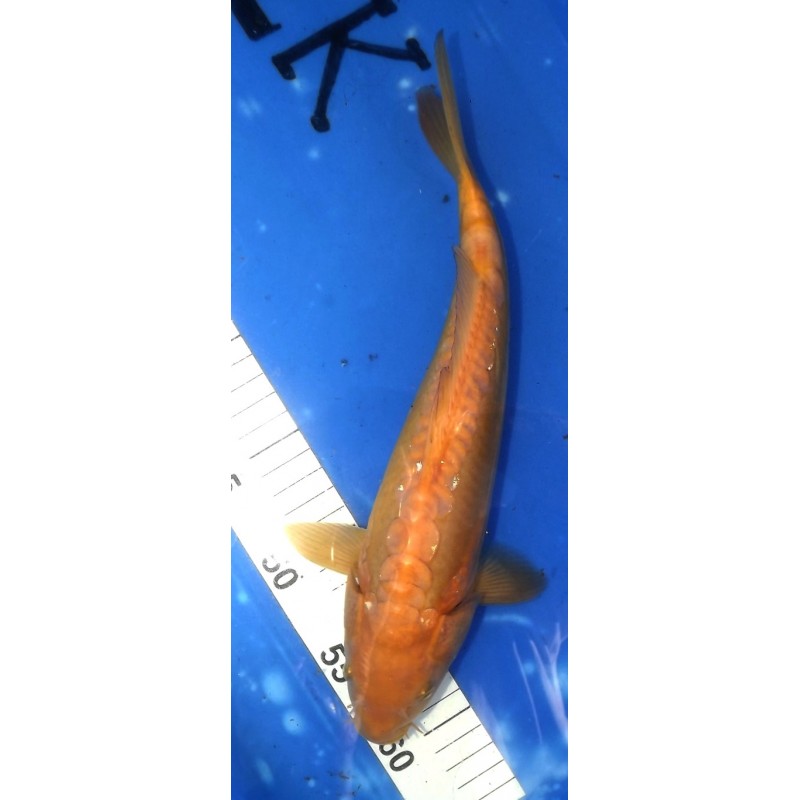 Doitsu Karashigoï 30cm éleveur Miyatora