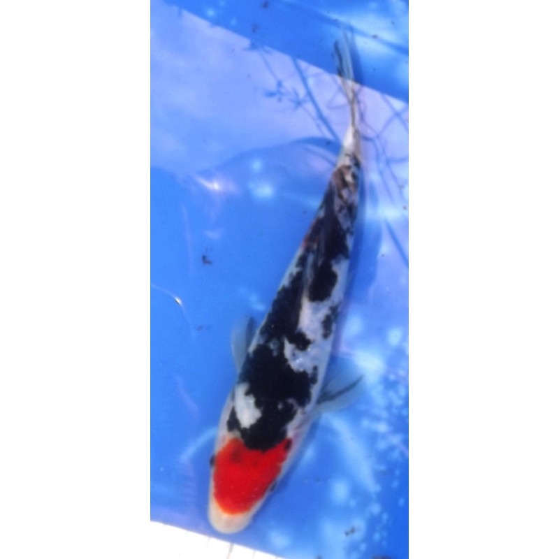 Maruten Sanke 20-25cm éleveur Miyatora