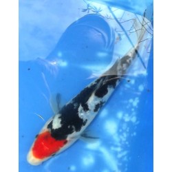 Maruten Sanke 20-25cm éleveur Miyatora