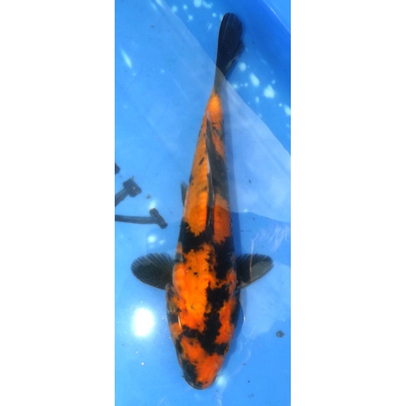 Doitsu Hi Utsuri 24cm éleveur Miyatora