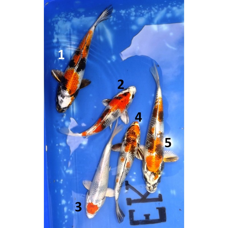 Kin Showa et Tancho Kin Showa 17-22cm éleveur Tanaka S