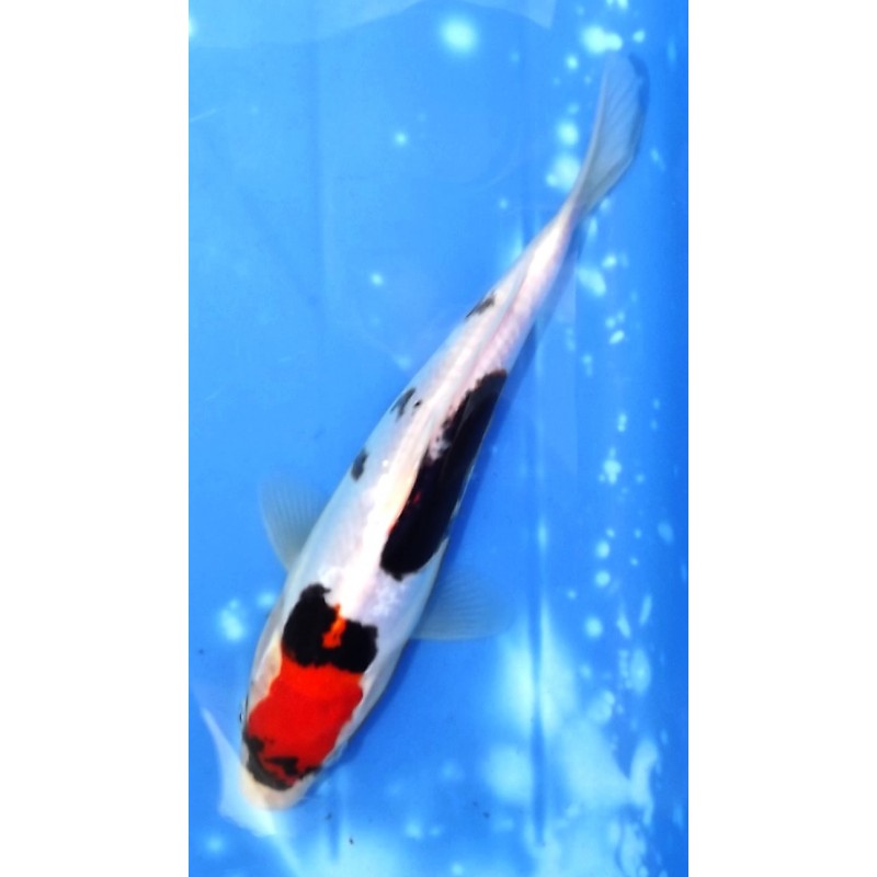 Beni Kumonryu 20-25cm éleveur Ikarashi Ozumi