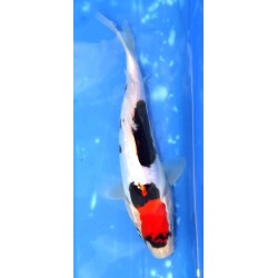 Beni Kumonryu 20-25cm éleveur Ikarashi Ozumi