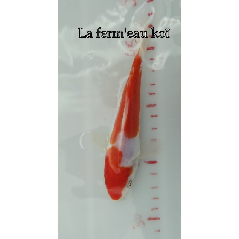 Doitsu kohaku 15-18cm Japon Marusaka tosaï