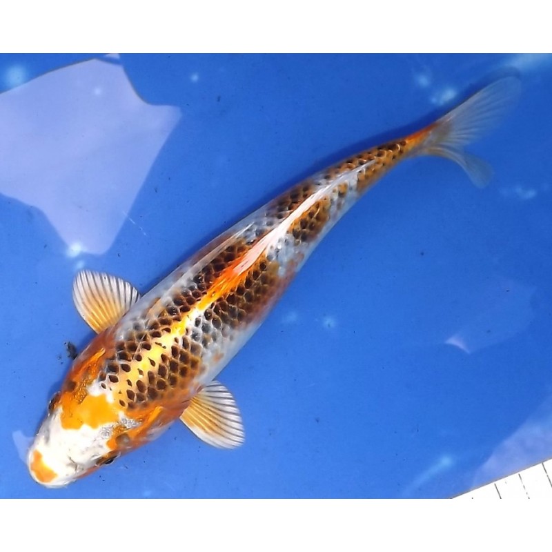 Kujaku 20-25cm éleveur Ikarashi Ozumi