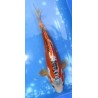 Shusui 26cm éleveur Ikarashi Ozumi
