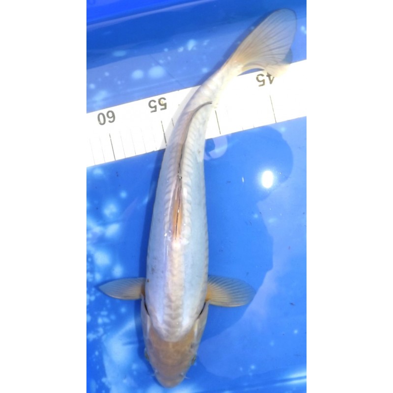 Doitsu Ochiba 34cm éleveur Hirashin