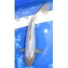 Doitsu Ochiba 34cm éleveur Hirashin