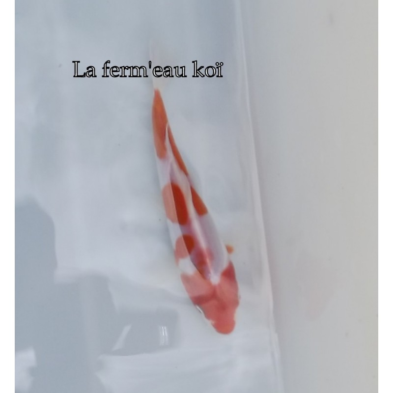 Doitsu kohaku 15-18cm Japon Marusaka tosaï