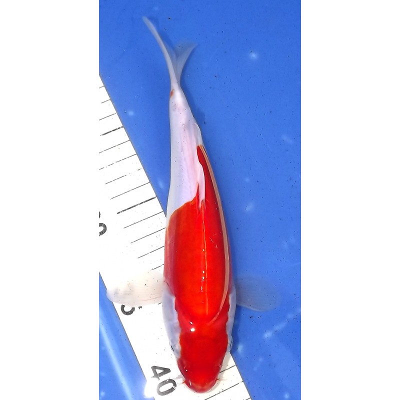 Doitsu Kohaku 20-25cm éleveur Hirashin