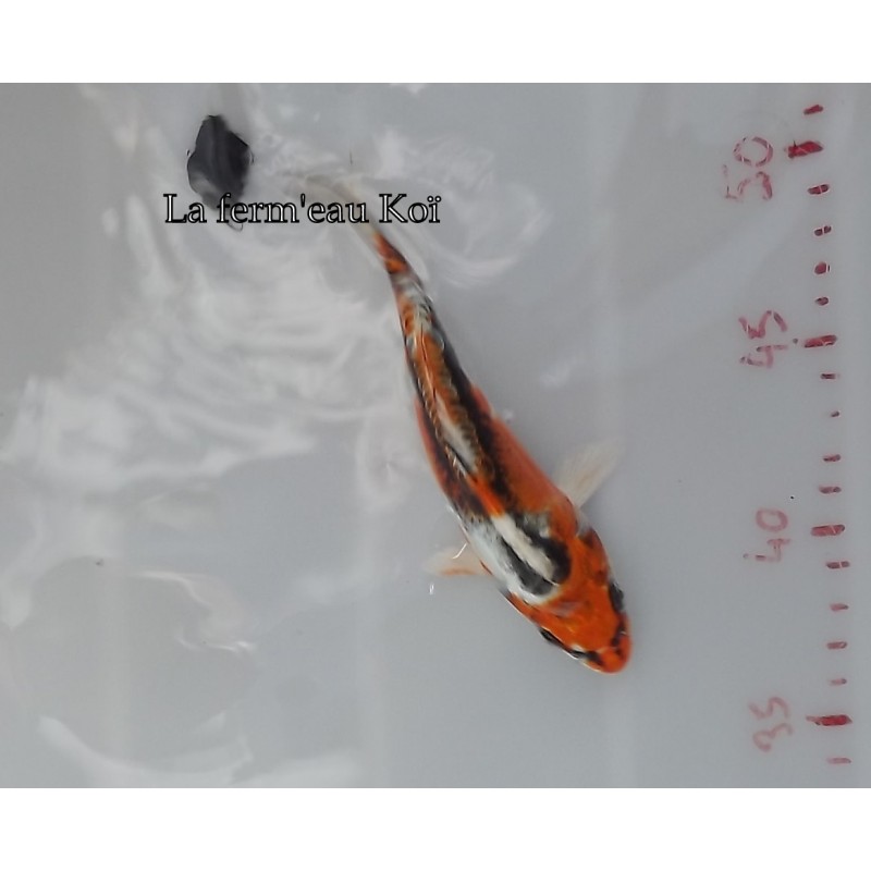 Doitsu kujaku 15-18cm Japon Marusaka tosaï