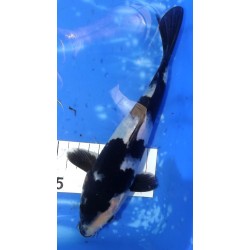 Shiro Utsuri 19-23 cm  n°26 éleveur INC Toshio Sakaï