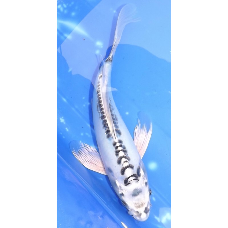 Doitsu Gin Matsuba voile environ 25cm