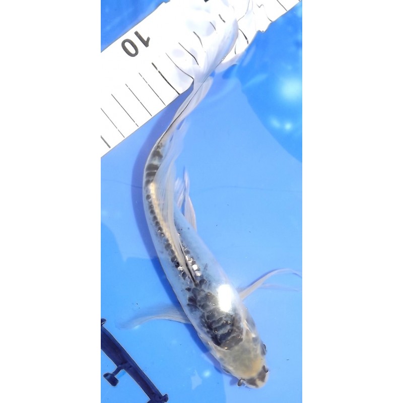 Shusui X Kikokuryu voile 20-25cm