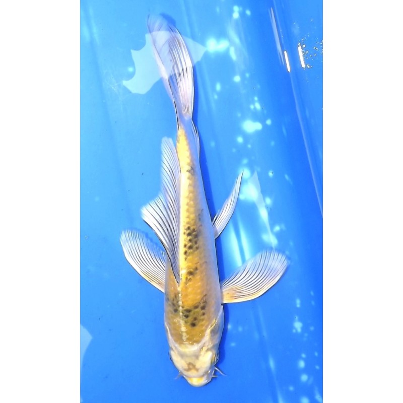 Ki Bekko voile 20-25cm