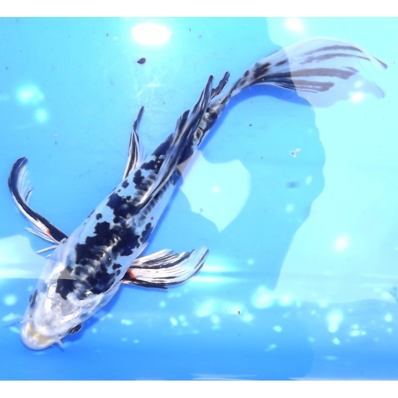 Doitsu Yamatonishiki voile 20-25cm