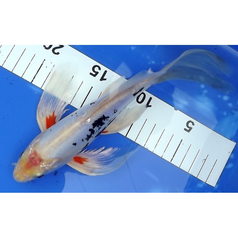 Beni Kumonryu voile 20-25cm