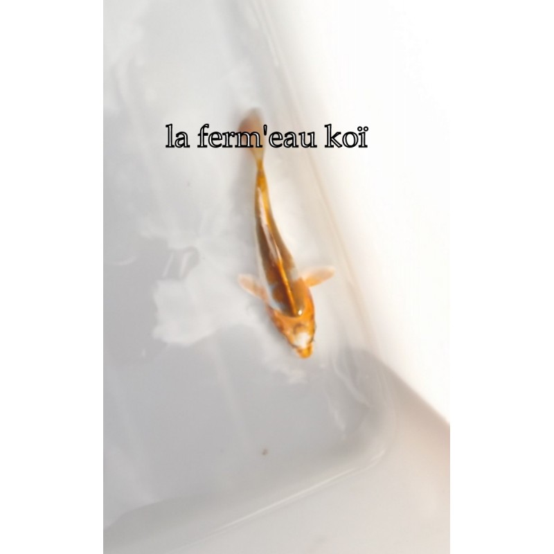 Doitsu 15-18cm Japon Marusaka tosaï