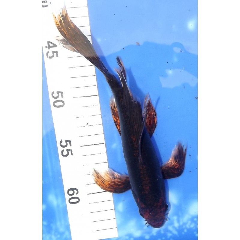 Beni Kumonryu voile 25cm