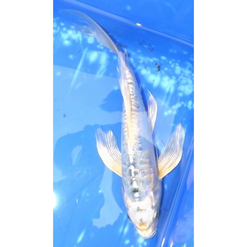 Doitsu Bleuté grandes écailles 25-30cm