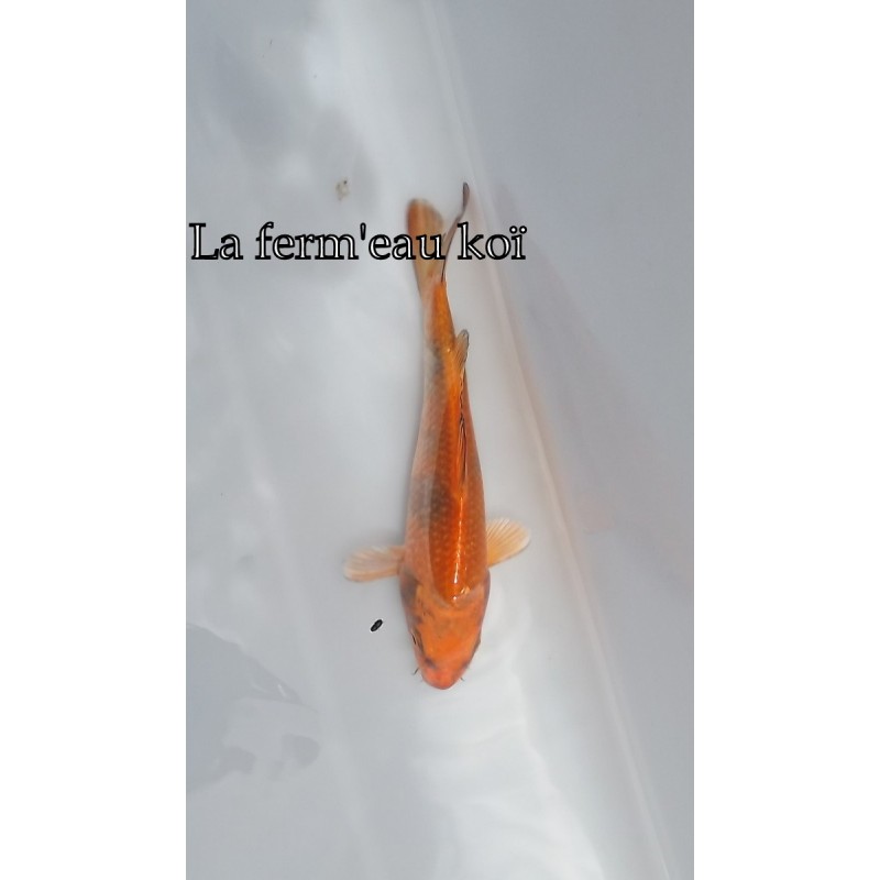 Kin ki utsuri 15-18-cm Japon Marusaka tosaï