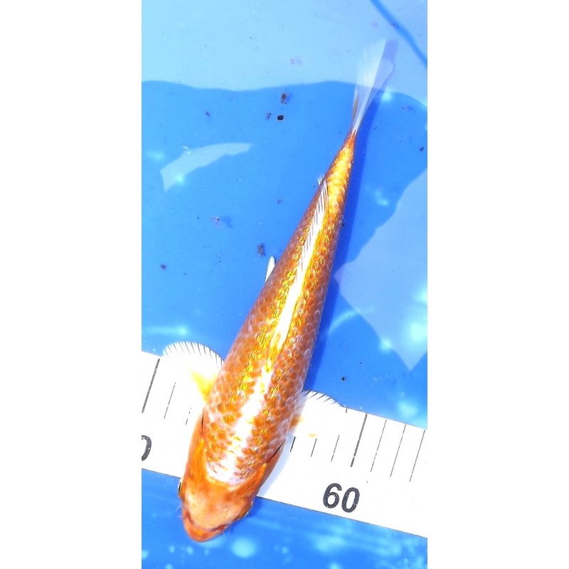 Ginrin Hariwake 20-25cm