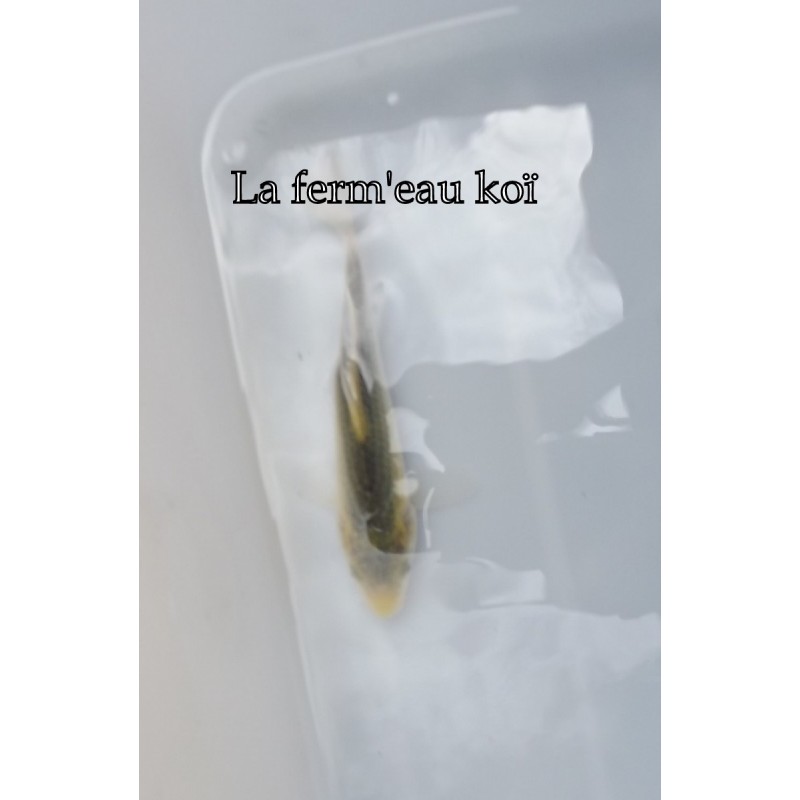 Midorigoï wagoï 15-18-cm Japon Marusaka tosaï