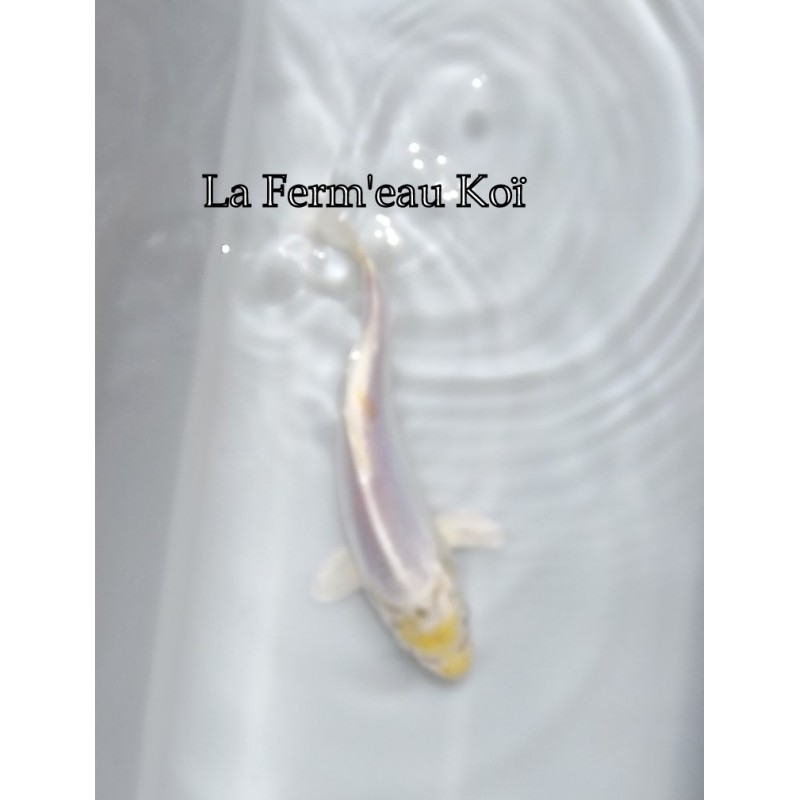 Tancho hariwake 15-18cm Japon Marusaka tosaï