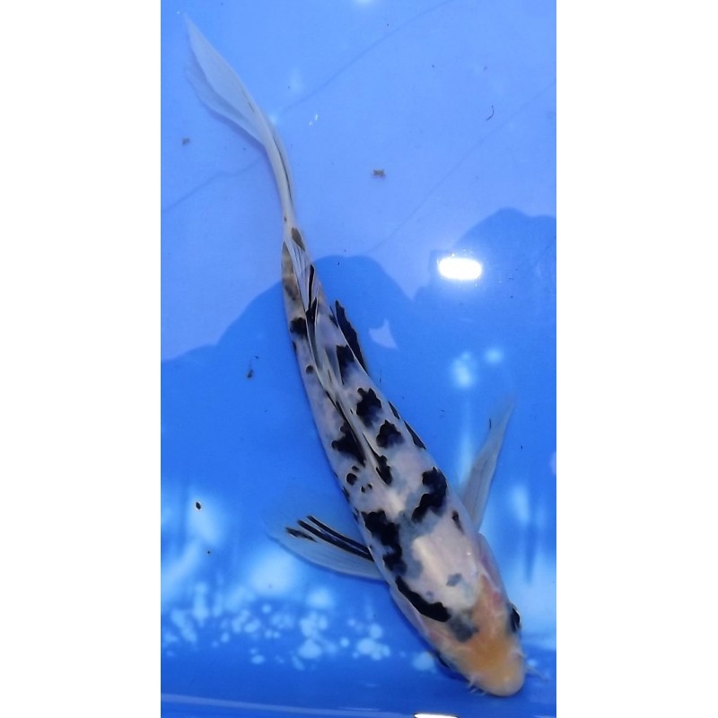 Shiro Utsuri voile 20-25cm