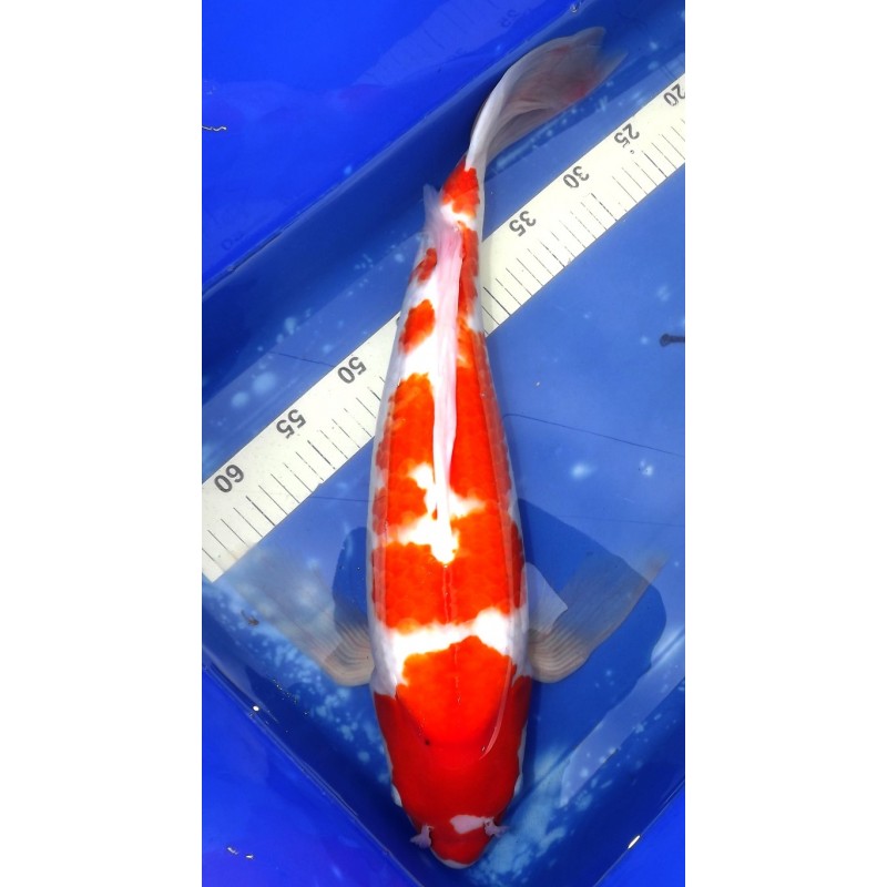 Kohaku voile sansaï de l'éleveur Yamasan 57cm