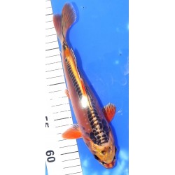 Mizuho Ogon 20-25 cm