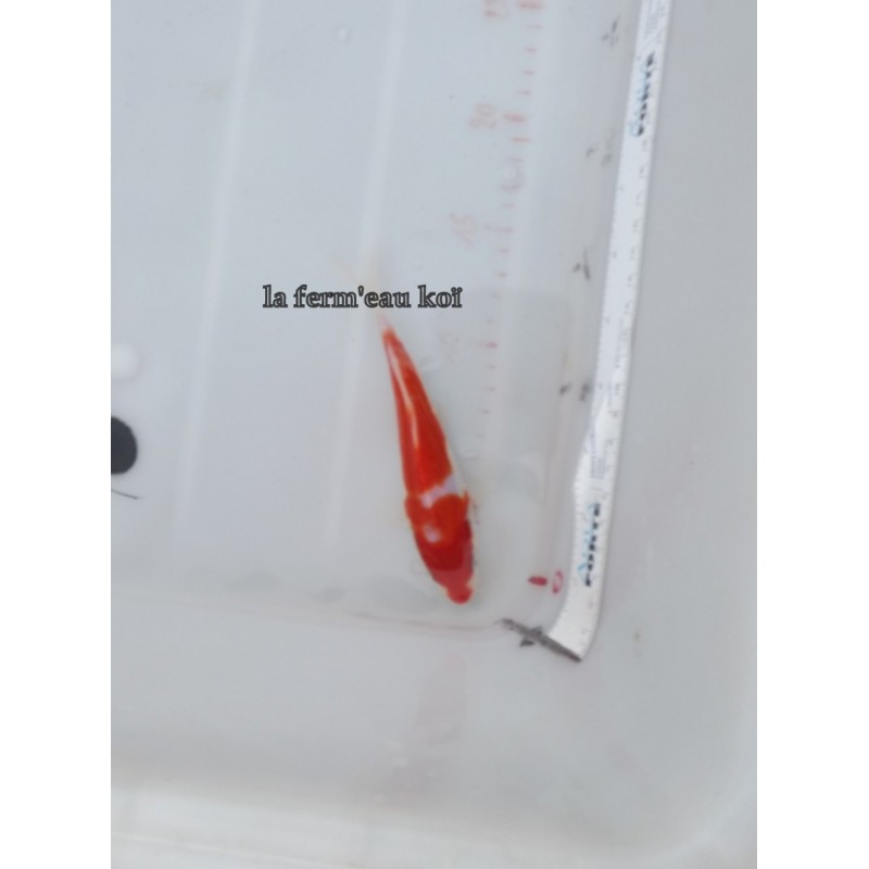 Doitsu kohaku 15-18cm Japon Marusaka tosaï
