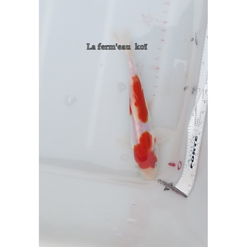 Doitsu kohaku 15-18cm Japon Marusaka tosaï