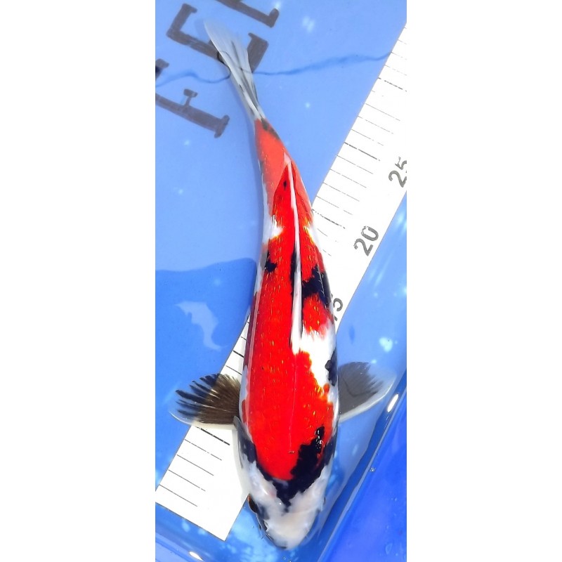 Résa : Ginrin Showa éleveur Miyatora