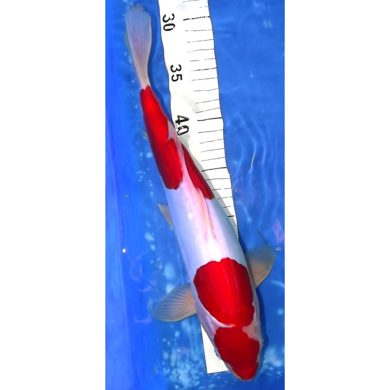 Doitsu Kohaku 36cm éleveur Kaze