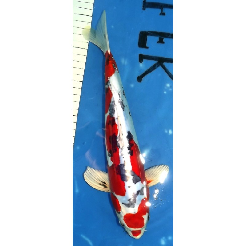 Résa : Doitsu Yamatonishiki 33cm éleveur Kaze