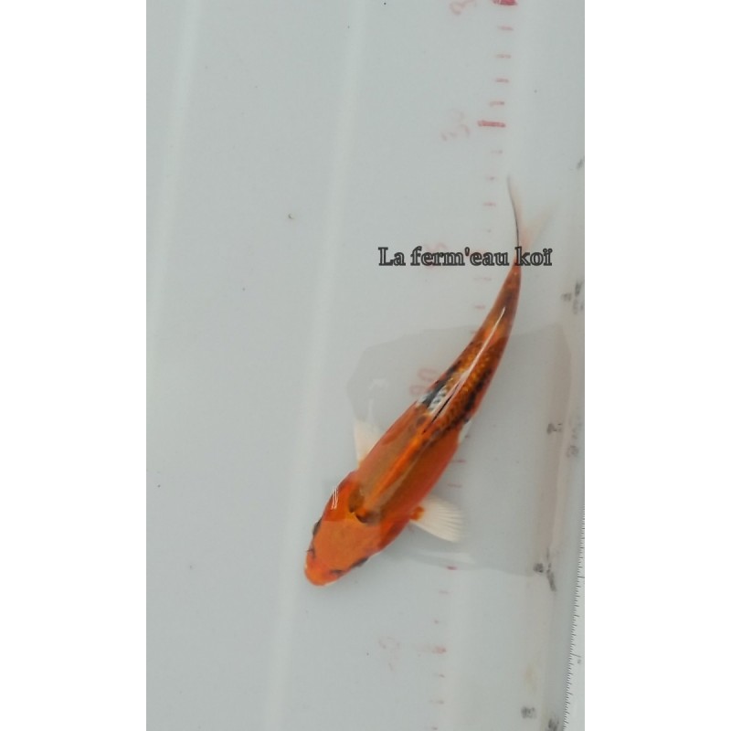 Doitsu kujaku 15-18cm Japon Marusaka tosaï