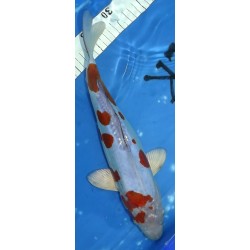 Résa : Doitsu Ochiba 36cm éleveur Kaze