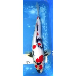 Kindaï Showa 36-37cm éleveur Kaze