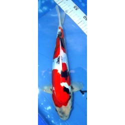 Doitsu Showa 34cm éleveur Kaze